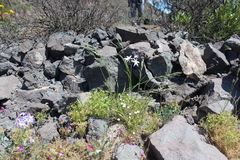 Leucocoryne ixioides