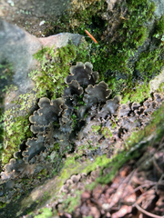 Peltigera horizontalis