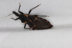 Triatoma sanguisuga