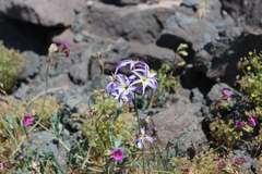 Leucocoryne ixioides