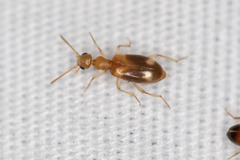 Stricticomus tobias
