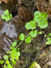 Chrysosplenium glechomifolium