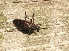 Heteropogon macerinus