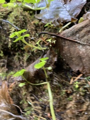 Chrysosplenium glechomifolium