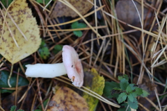 Russula betularum