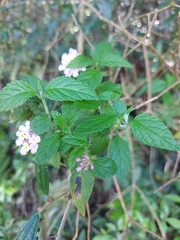 Lantana montevidensis