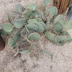 Opuntia dulcis