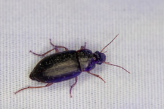Notiobia terminata