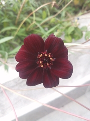 Cosmos atrosanguineus