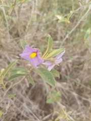Solanum campylacanthum