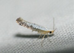 Argyresthia subreticulata