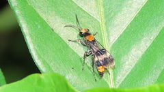 Psorthaspis formosa