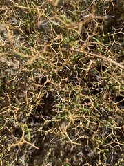 Sarcopoterium spinosum