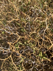 Sarcopoterium spinosum