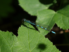 Coenagrion hastulatum