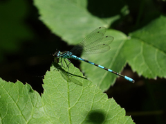 Coenagrion hastulatum