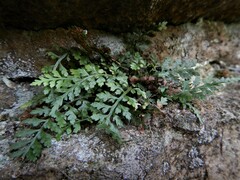 Asplenium montanum