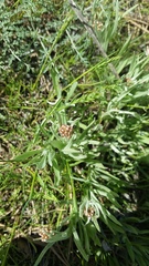 Antennaria luzuloides