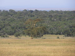 Vachellia xanthophloea