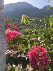 Bougainvillea