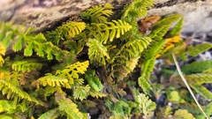Anisotome aromatica