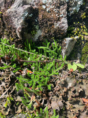 Selaginella rupestris