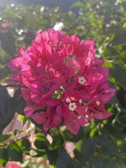 Bougainvillea