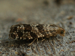 Epinotia tedella
