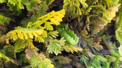 Anisotome aromatica