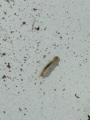 Polycentropodidae