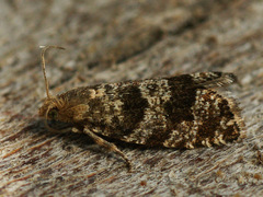 Epinotia tedella