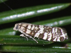 Epinotia tedella