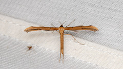 Emmelina