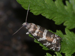 Epinotia tedella