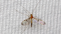 Macrocera