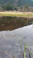 Rana pretiosa