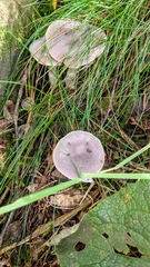 Lactarius glyciosmus
