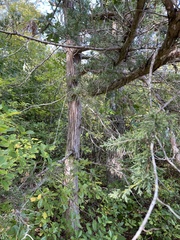 Chamaecyparis thyoides