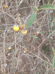 Solanum campylacanthum