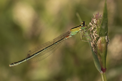 Ischnura pumilio