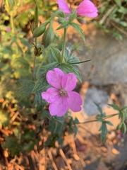 Geranium viscosissimum