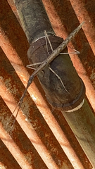 Verophasmatodea