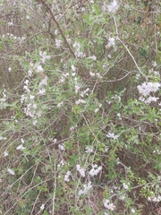 Ehretia obtusifolia