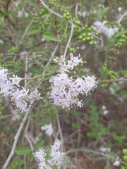 Ehretia obtusifolia