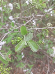 Ehretia obtusifolia