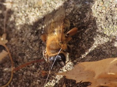 Andrena nigroaenea