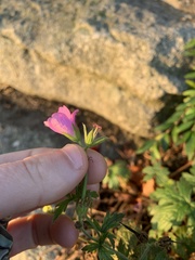 Geranium viscosissimum