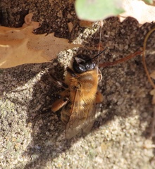 Andrena nigroaenea