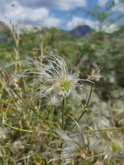 Clematis drummondii