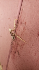 Stagmomantis